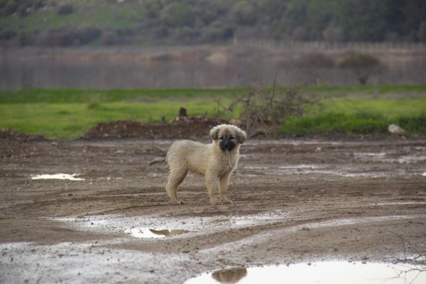 dog,nature