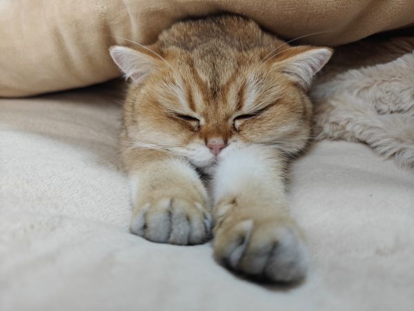 cat