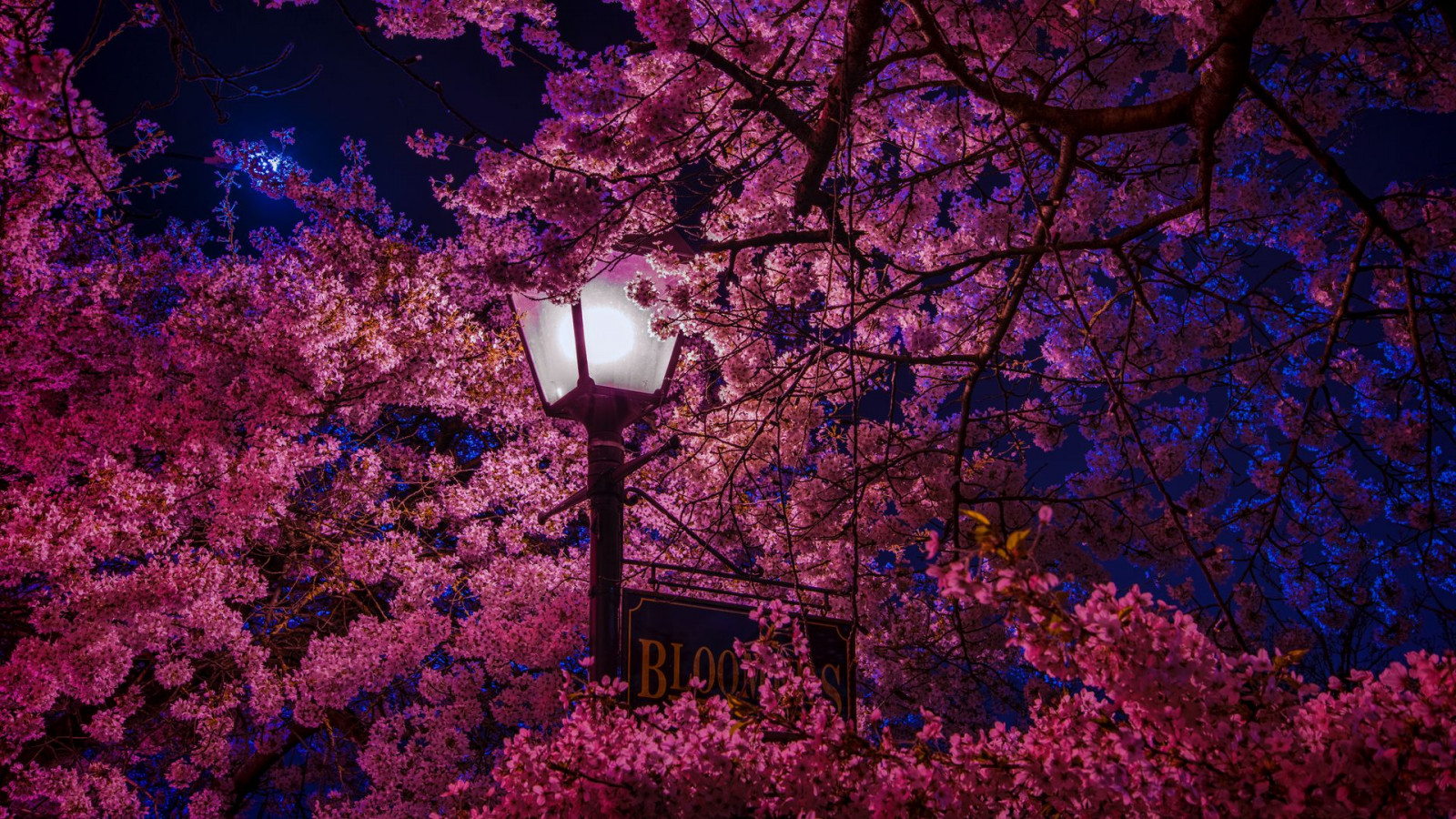 night, city, light, street, tree, pink