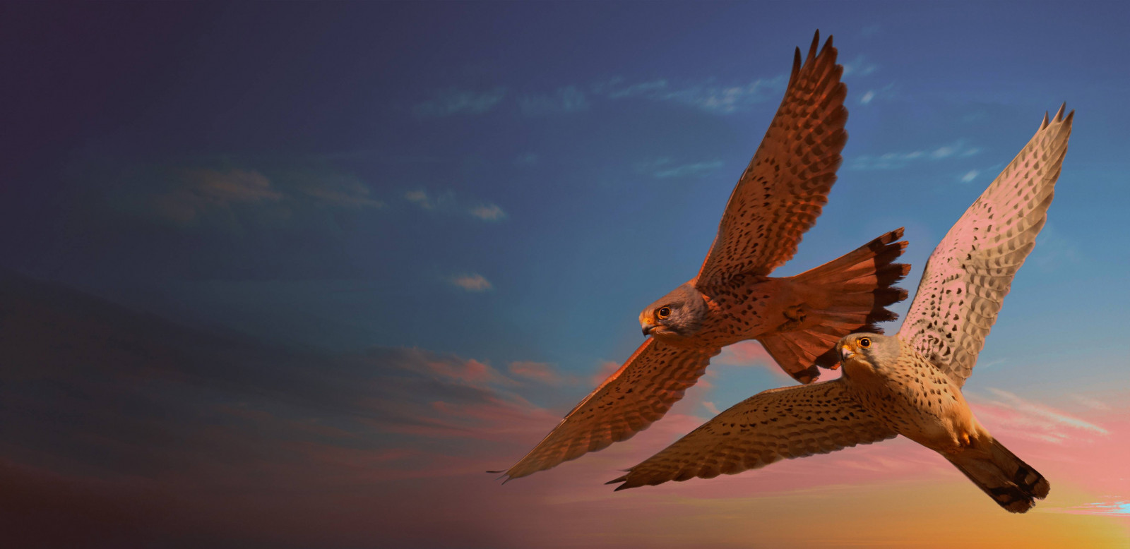 fugl, blå himmel, lyse, berolige, canyon, tæt på, hyggeligt, miljø, aften, Flyvningen, flora, Skov, dyster, home decor, landskab, levevis, Lang eksponering, lav vinkel, frodig, makrofotografering, majestætisk, eng, bjerg, natur, nat, ocean, fredelig, flod, romantisk, naturskøn, måge, rummelig, forår, strøm, stilfuld, sommer, sollys, Solrig, solnedgang, rejse, træ, Tusmørke, vandfald, vidvinkel, vinger