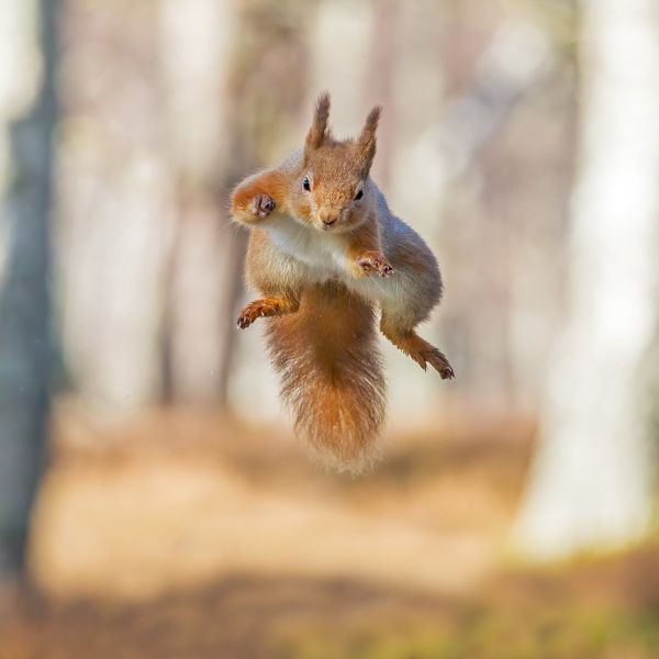 alepdias,natureza,animal,esquilo,pulo,salto