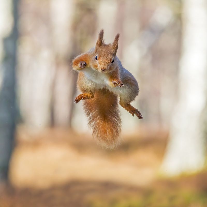 alepdias,животно,Esquilo,natureza,Pulo,Салто