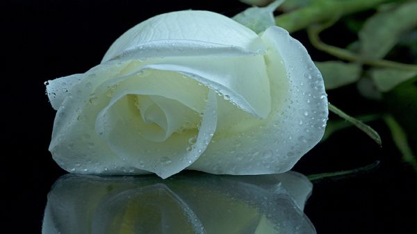 rose,flower,plant,petal,Hybrid tea rose,water