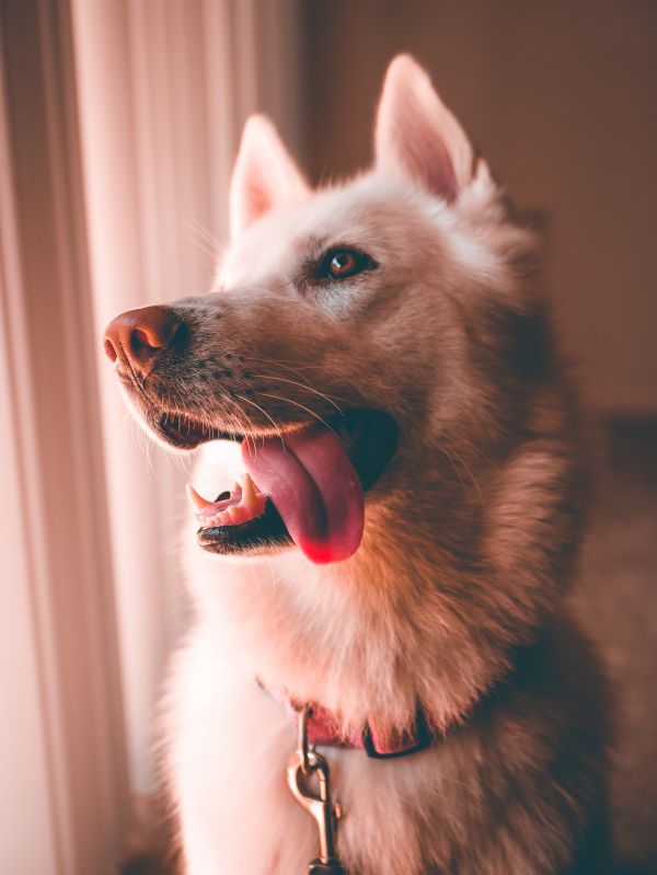 Pets,animal,cachorros,Animais de estimacao,branco,preto