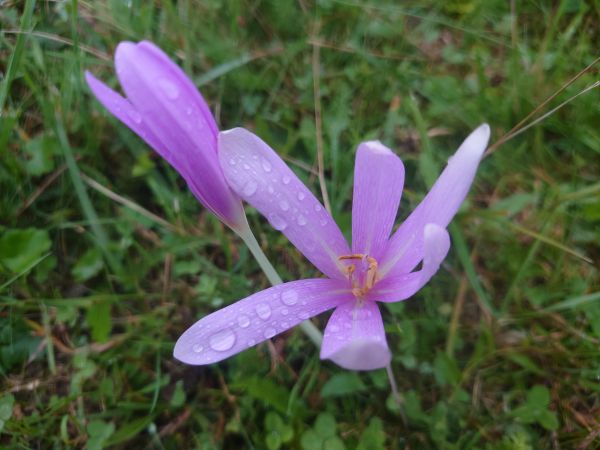 autumn,flower