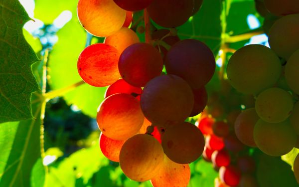 Grape