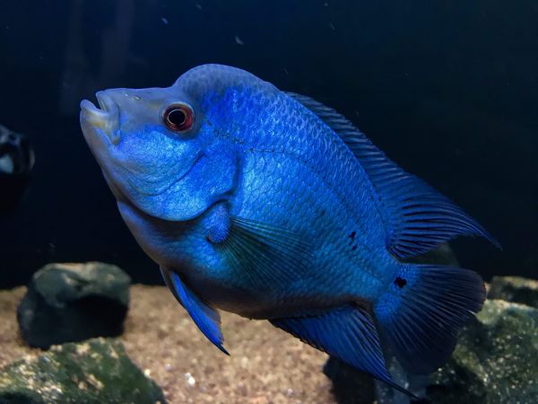 Flowerhorn,Thaysilk