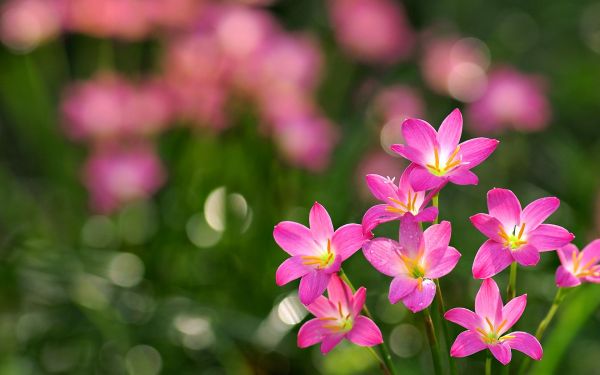 flower,green,hd,pink