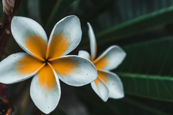 ART,flower,nature,photo,photography,frangipani