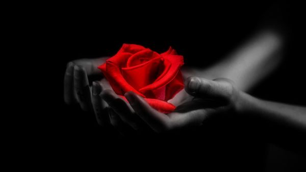 rosa