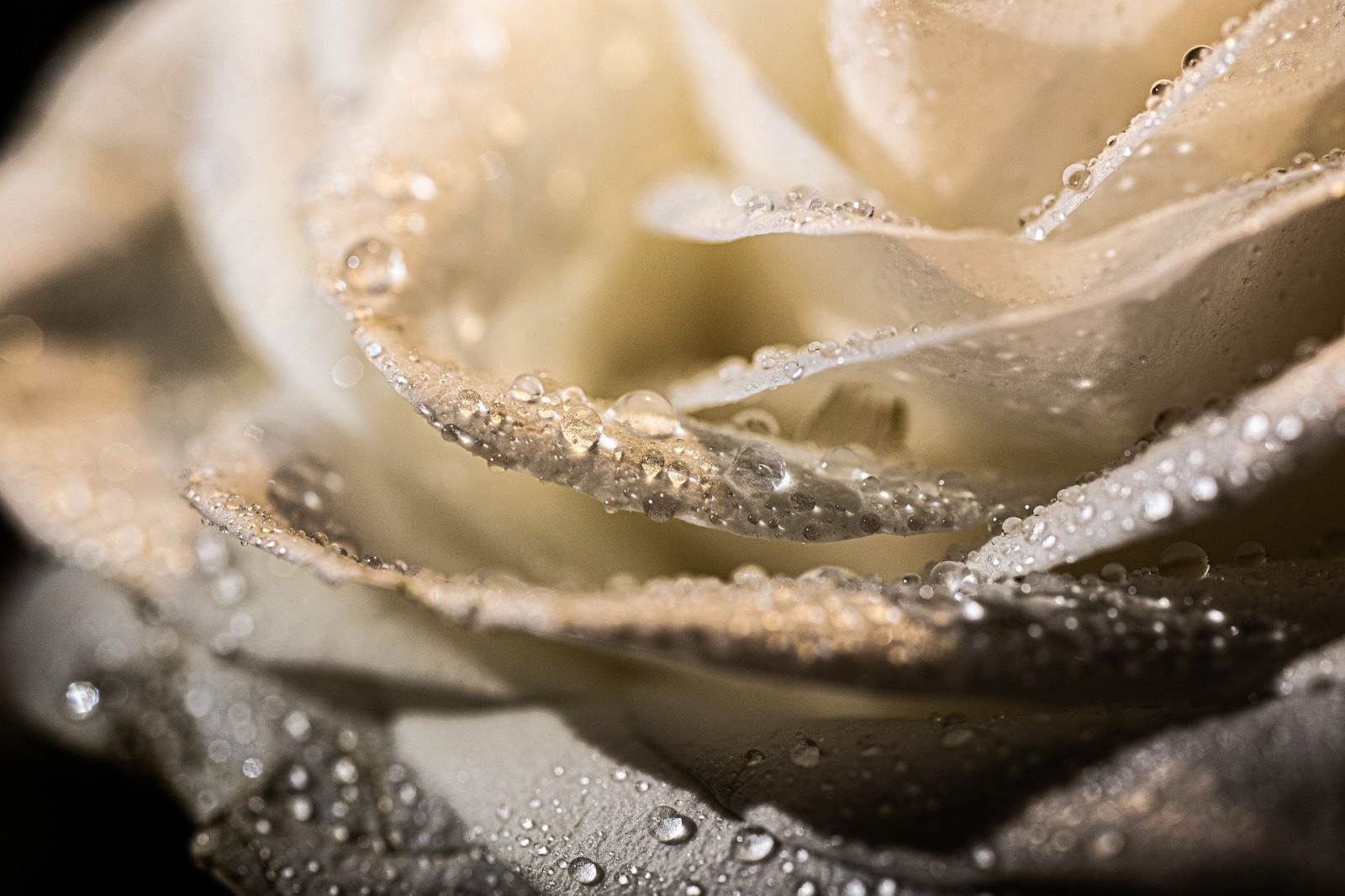 rose, water, flower, liquid, petal, fluid, flash photography, Hybrid tea rose, moisture, garden roses, dew, flowering plant, rose family, rose order, close up, floribunda, drop, rosa centifolia, event, macro photography, Peach, pattern, wedding ceremony supply, monochrome photography, still life photography, still life, liquid bubble, jewellery, bridal accessory, monochrome, window, icing, fashion accessory