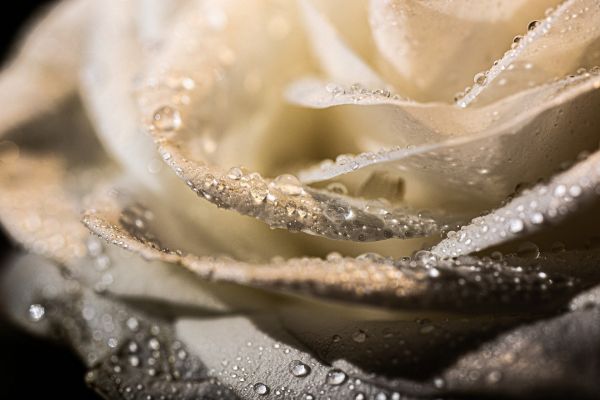 water,flower,liquid,petal,fluid,rose
