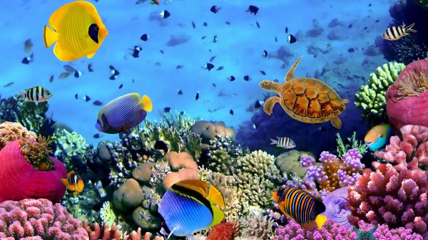 blue,coral reef,ocean,sea
