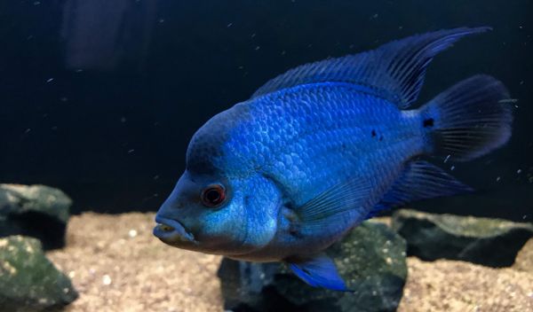Flowerhorn,Thaysilk