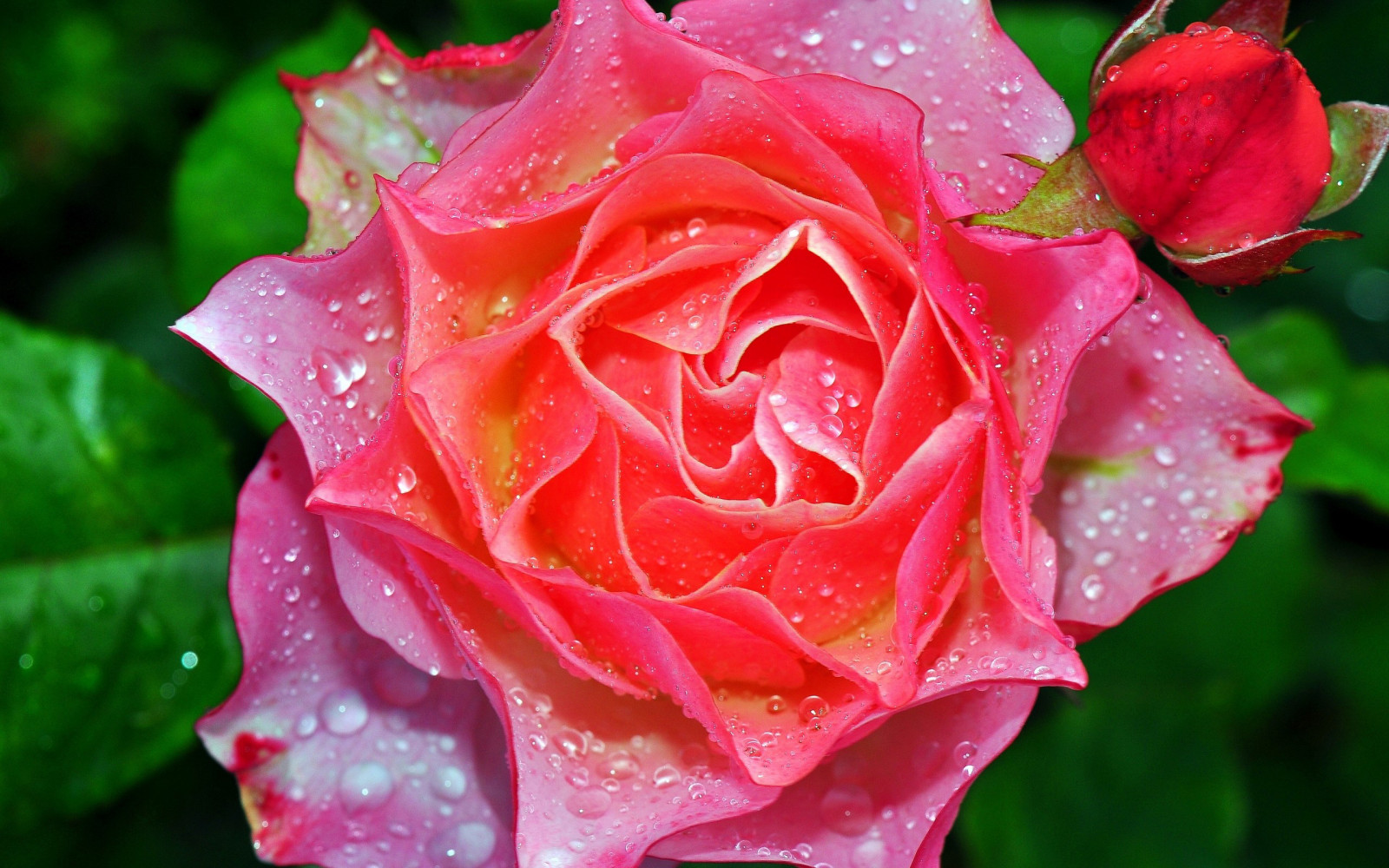 Fondos de pantalla : Floar, Hd 2560x1600 - AlexandruM. - 2358174 ...