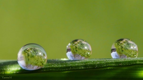 macro