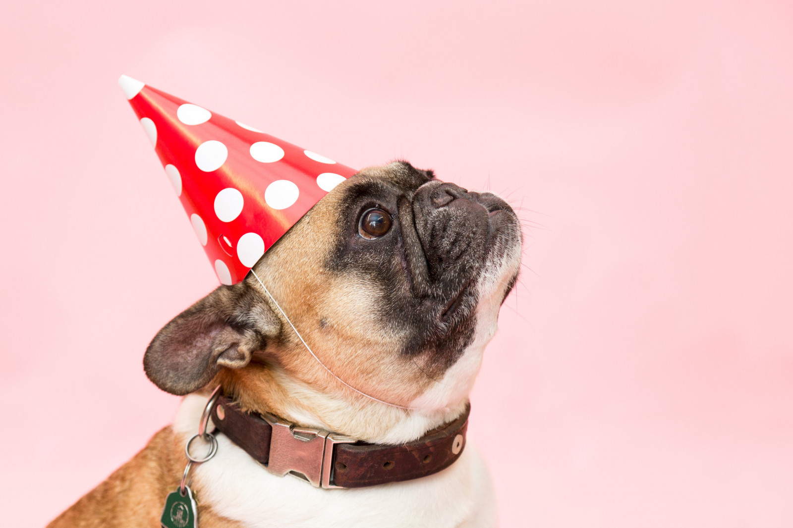 Pets, animal, cachorros, Animais de estimacao, branco, preto, verde, olho, amarelo, cachorro, Pele, dog, olhos, box, orelhas, minet, bigode, orelha, Bigodes, alepdias, eua, katze, normandy, dogs, bull terrier, katzen, pastor, Rouxo, matou, familiar, mascotte, brincalhao, evreux, oreilles, haute, dalmata, bulldog, pitbull, shiatsu
