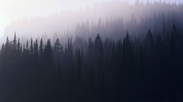 nature