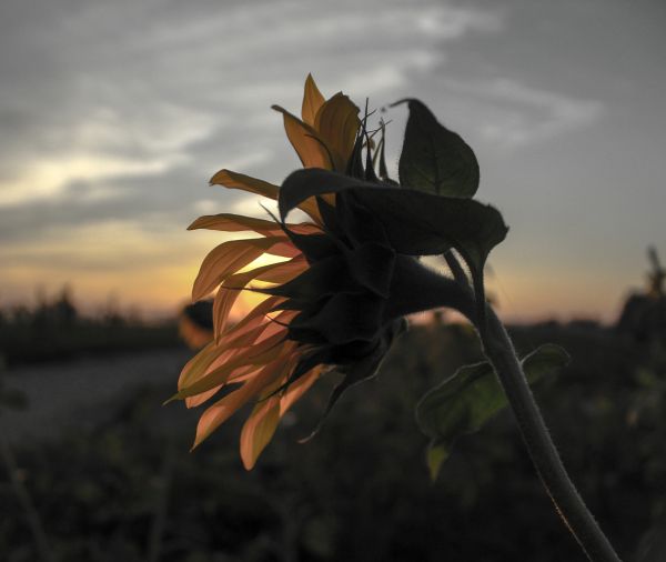 sunset,sunflower,flower