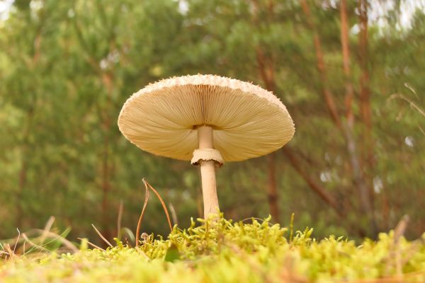 mushroom,plant,natural environment,wood,Natural landscape,grass