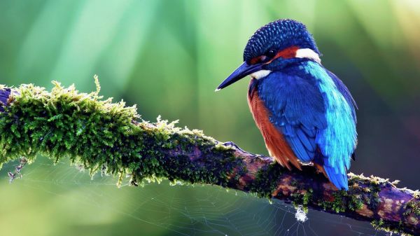 1920x1080,animal,bird,fauna,kingfisher,nature