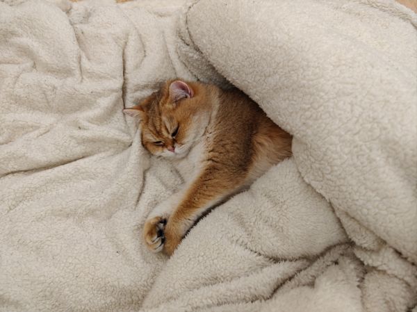 gatto,gattino,giallo