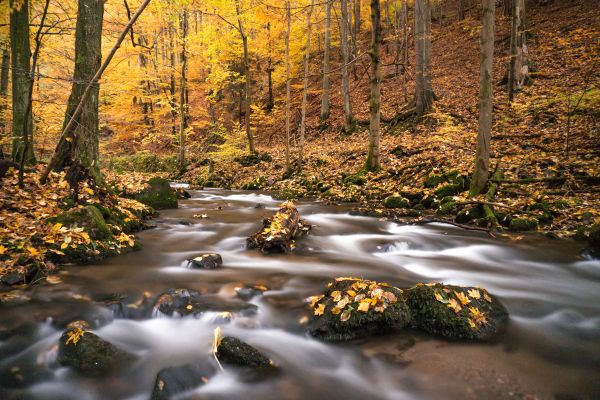 autumn,calm,color,czech,fall,flow