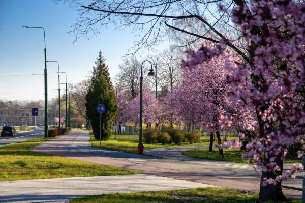 pink flowers,park,spring