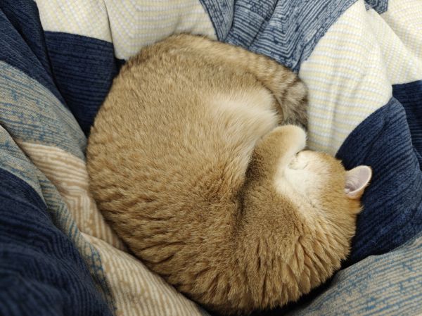 Camera da letto,gatti,divano