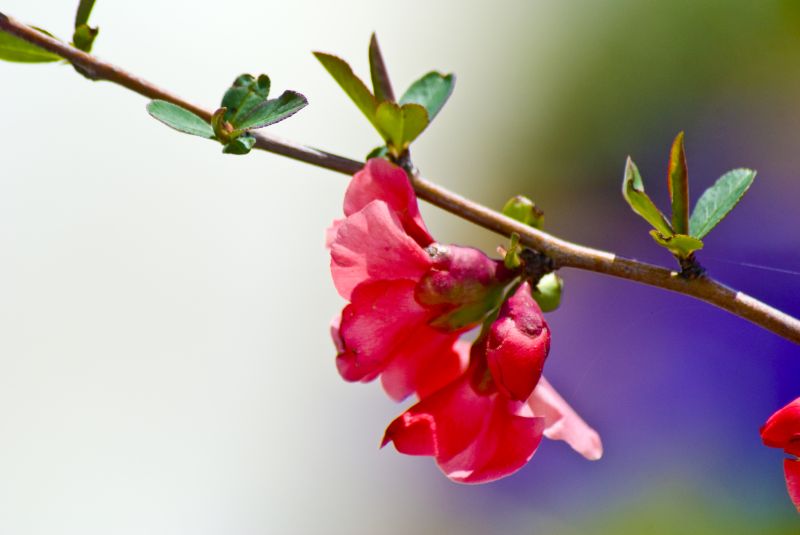 kwiat,Natura,roślina