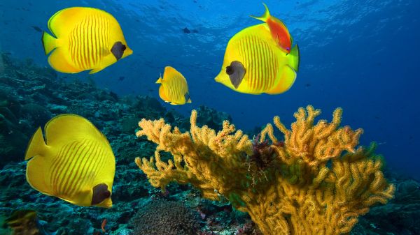 blue,coral reef,ocean,sea