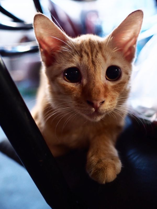 felidae,854,cat,carnivore,whiskers,fawn