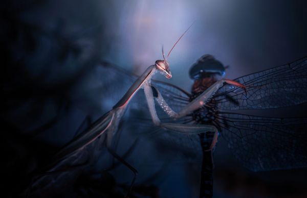 depth of field,bug,bugs,dragonfly,insect,insects