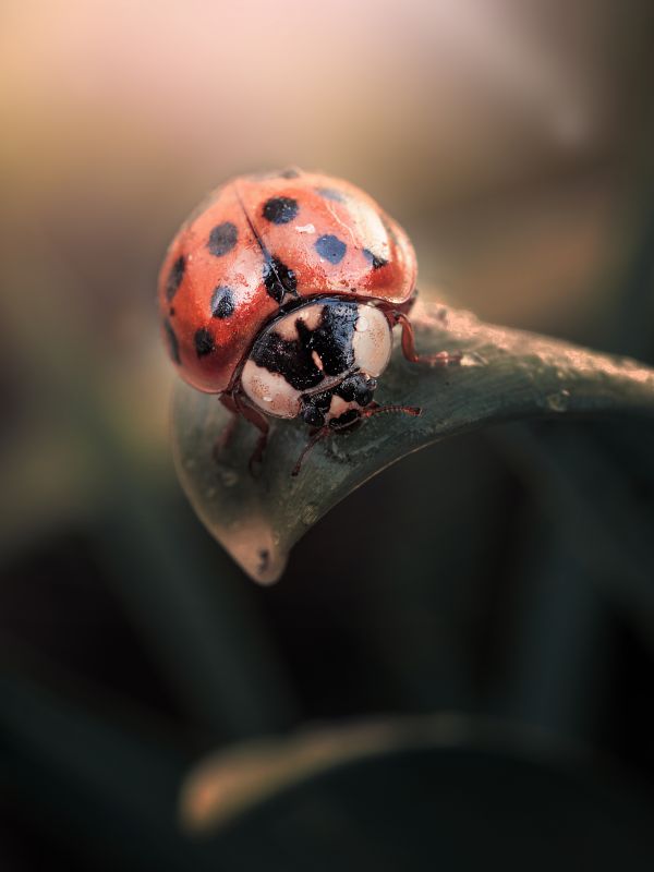 bug,depth of field,insect,insects,lady,ladybug