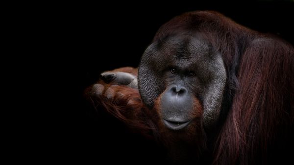 monkey