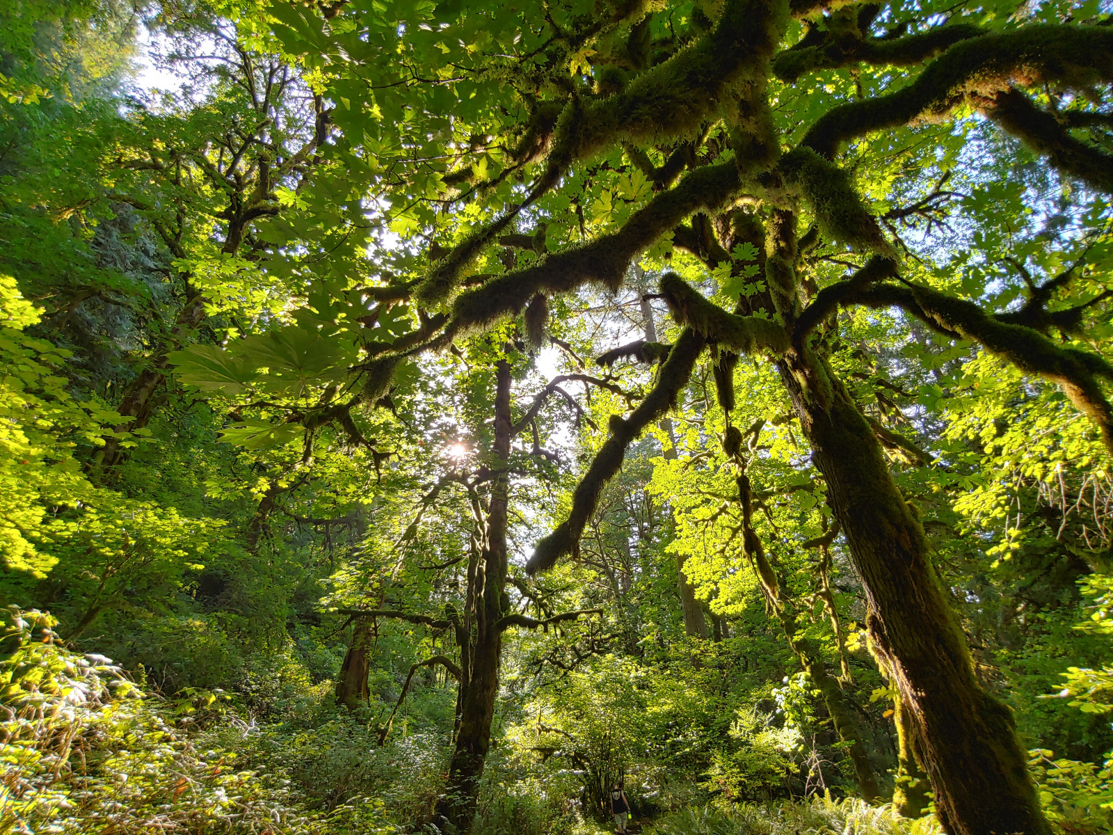 Fondos de pantalla Oxbow Park, Troutdale, o 4656x3492 seanlum