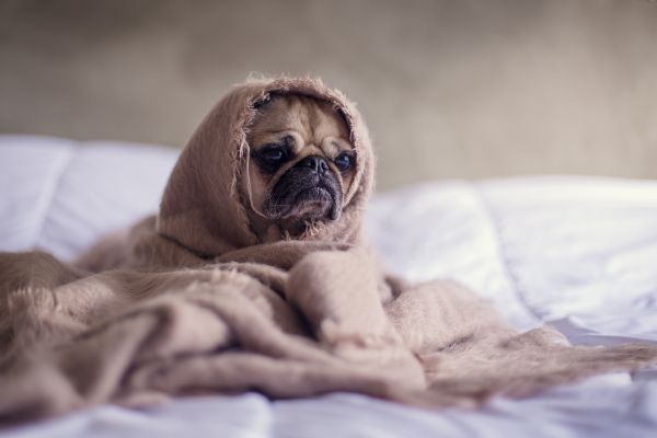 Pets,animal,cachorros,Animais de estimacao,branco,preto