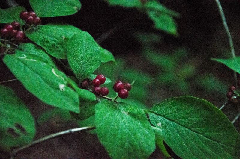 μούρα,φύλλα