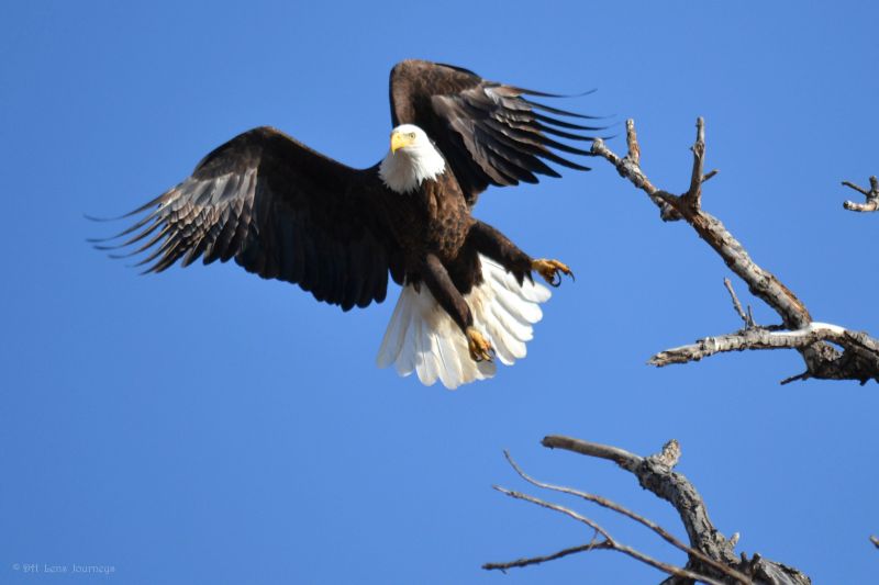 นกอินทรี,เที่ยวบิน,ธรรมชาติ