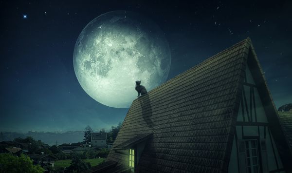 night,Moon,home,cat,tree,roof