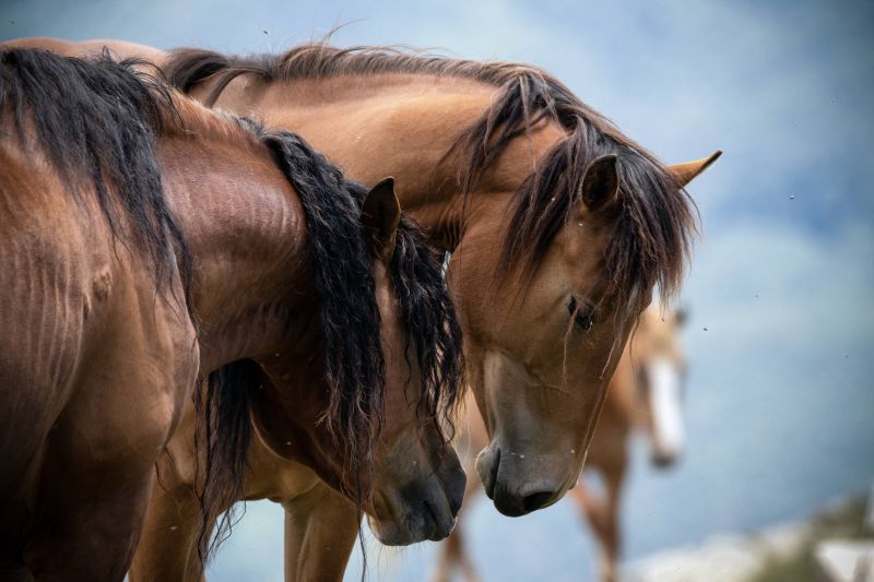 handling,atlet,bold,træner,konkurrence,ret