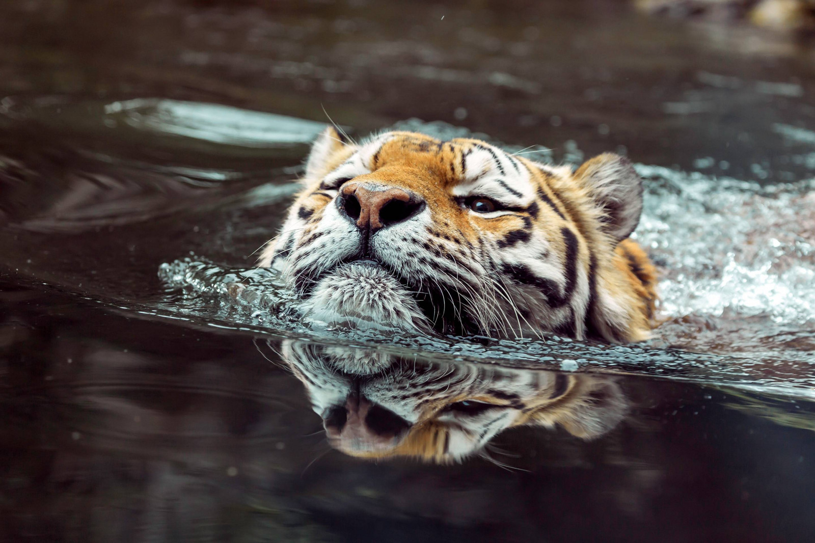 pták, modrá obloha, jasný, uklidnit, kaňon, zblízka, útulný, životní prostředí, večer, Let, flóra, les, ponurý, home decor, krajina, životní styl, dlouhé expozice, nízký úhel, bujný, makro fotografie, majestátní, louka, hora, Příroda, noc, oceán, klidný, řeka, romantický, scénický, racek, prostorný, jaro, proud, stylový, letní, slunečnímu záření, Slunný, západ slunce, cestovat, strom, Soumrak, vodopád, široký úhel, křídla