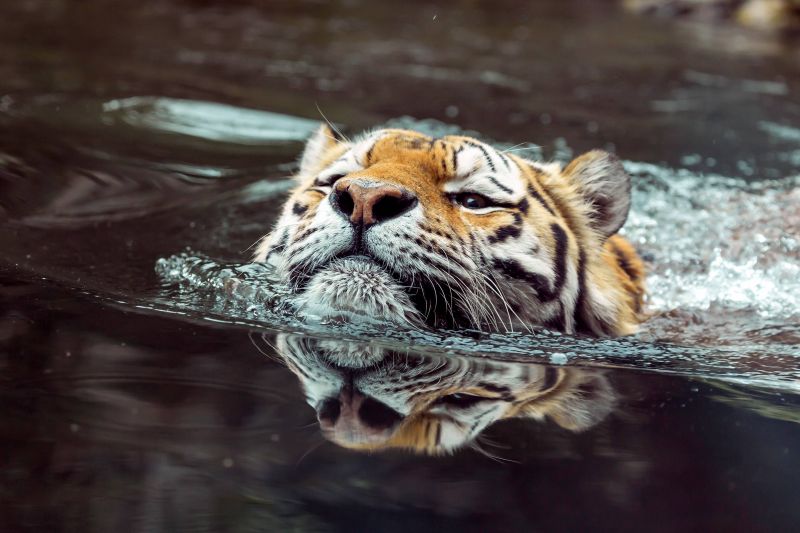 pták,modrá obloha,jasný,uklidnit,kaňon,zblízka