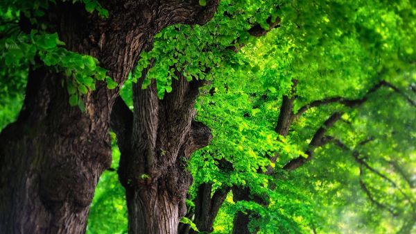 tree