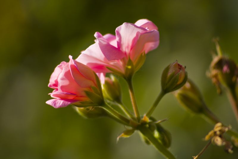 kwiat,Natura,roślina