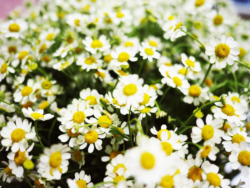 kukka,kasvi,terälehti,groundcover,777,chamaemelum Nobile