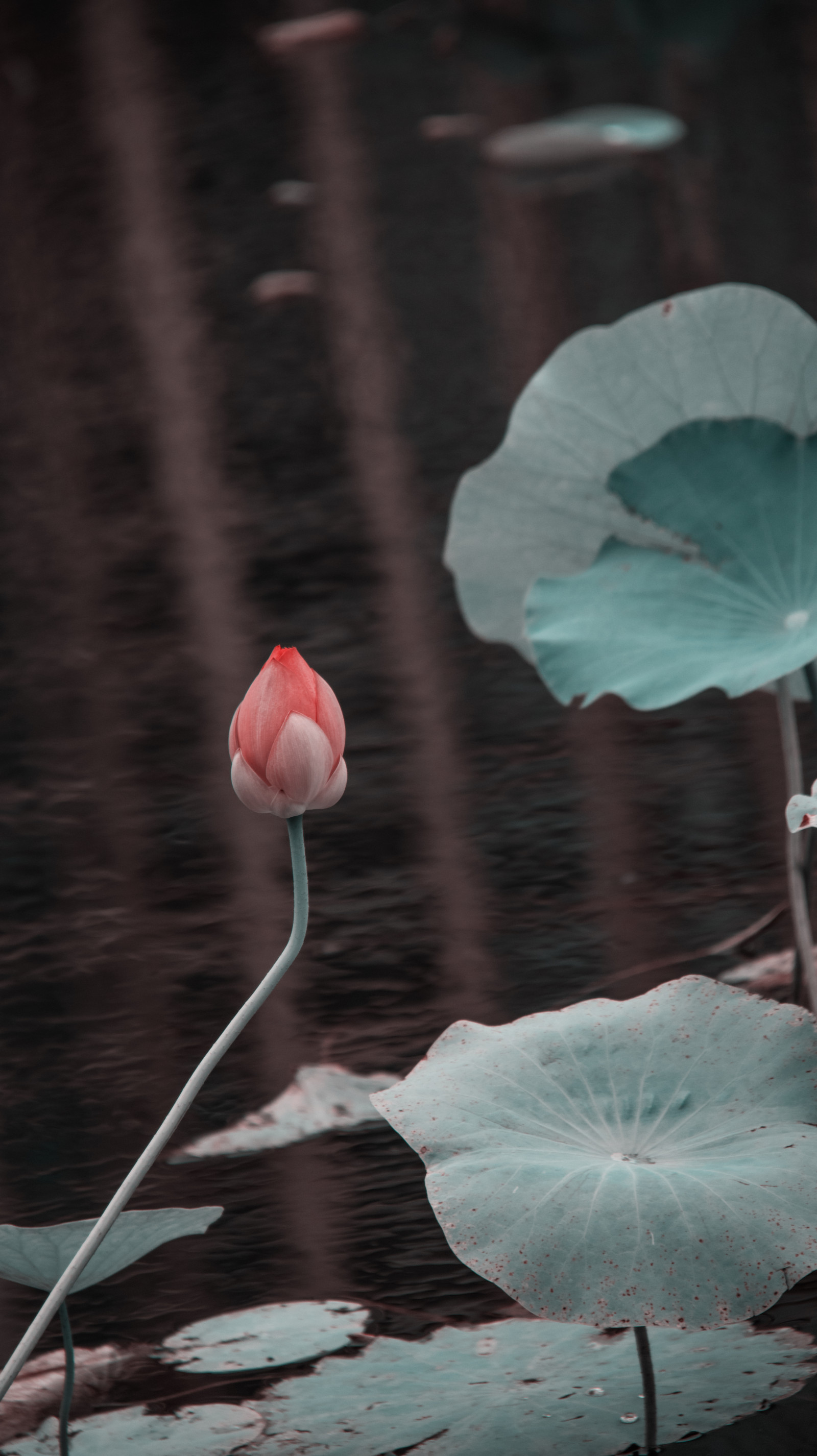 leaf, plant, water, petal, botany, Natural landscape, flower, aquatic plant, liquid, flowering plant, annual plant, herbaceous plant, close up, lake, sky, water lily, tree, landscape, plant stem, monochrome photography, Pedicel, coquelicot, Lotus, still life photography, poppy family, wildflower, lily family, Transparent material
