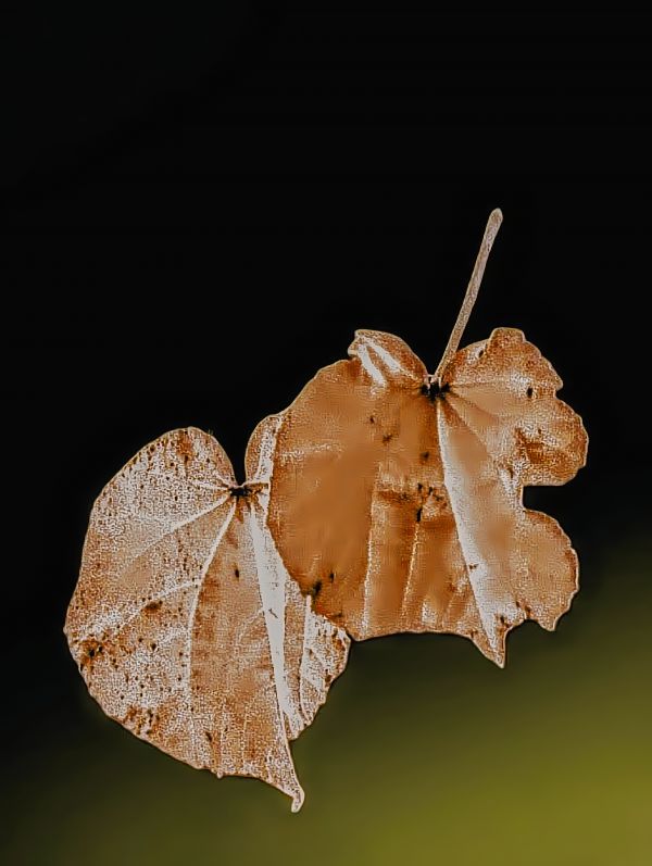 pudota