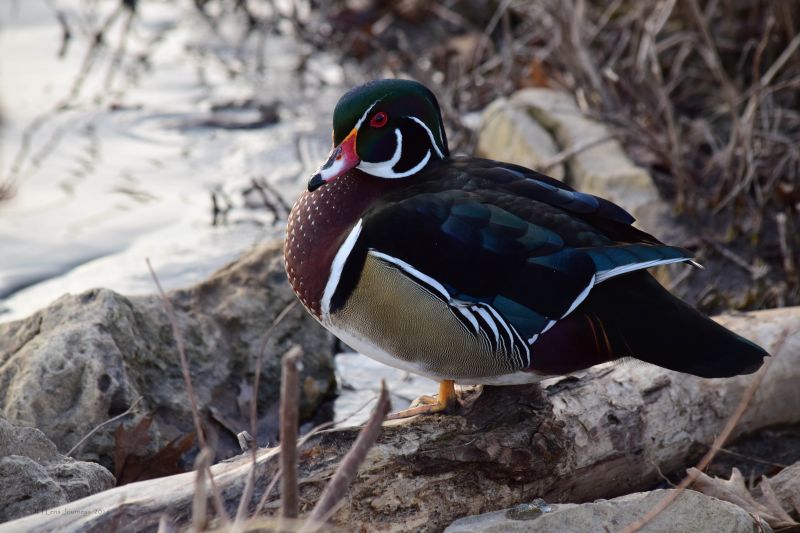 natuur,dieren in het wild,Wood Duck
