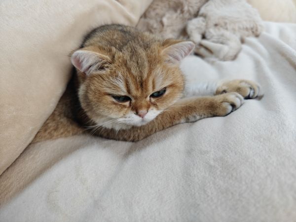 kissa